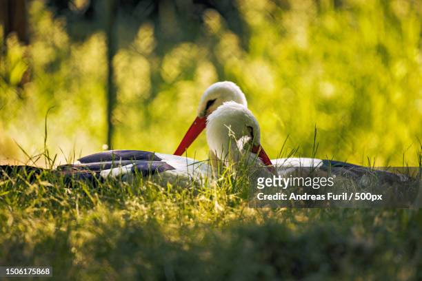 close-up of birds on field - white stork stock pictures, royalty-free photos & images