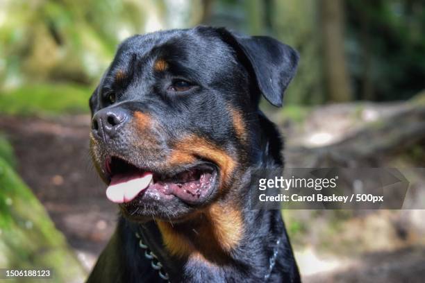 close-up of rottweiler looking away,ohio,united states,usa - baskey stock pictures, royalty-free photos & images