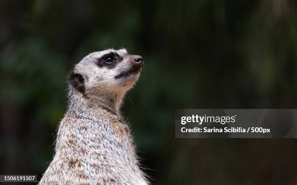 close-up of meerkat looking away,canberra,australian capital territory,australia - canberra stock pictures, royalty-free photos & images