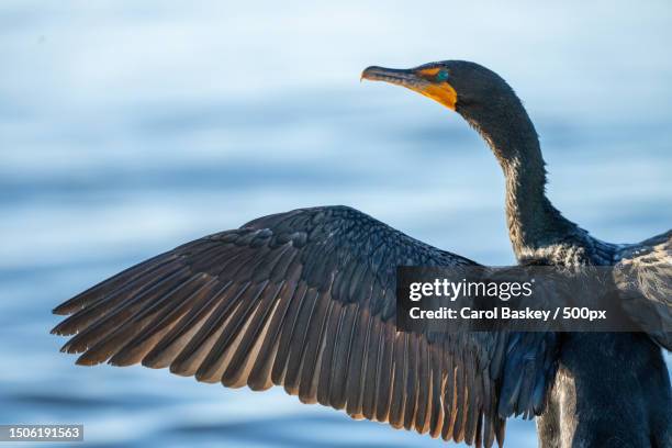 close-up of cormorant flying over lake,florida,united states,usa - baskey stock pictures, royalty-free photos & images