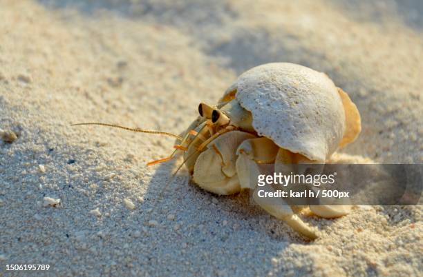 close-up of crab on sand at beach,maldives - hermit crab bildbanksfoton och bilder