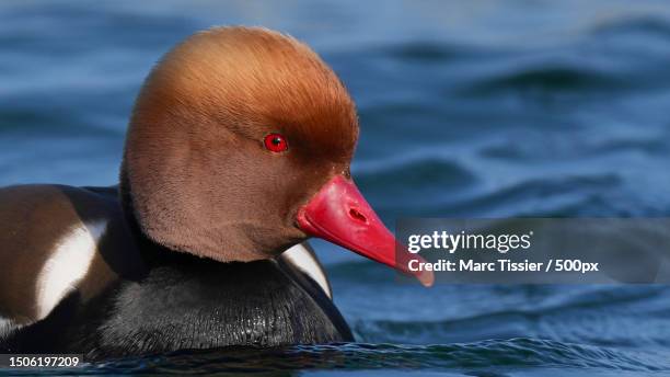 close-up of duck swimming on lake,france - nette rousse photos et images de collection