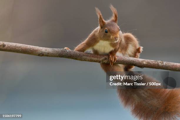 close-up of squirrel on branch,fontainebleau,france - ardilla fotografías e imágenes de stock