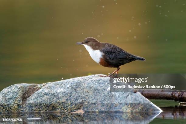 close-up of bird perching on rock,bulgaria - cinclus cinclus stock pictures, royalty-free photos & images