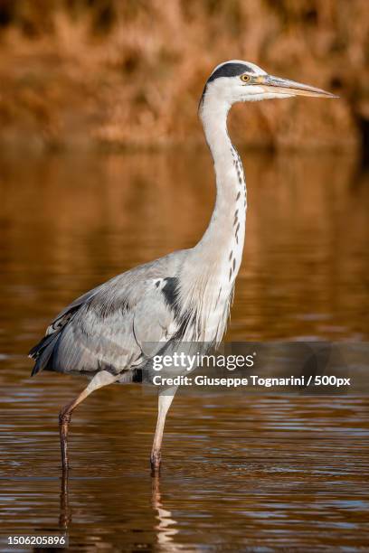 side view of gray great blue heron perching in lake,italy - rosso stock pictures, royalty-free photos & images