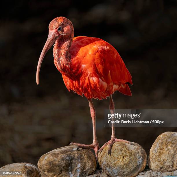 close-up of scarlet ibis perching on rock,haifa,israel - ibis stock-fotos und bilder