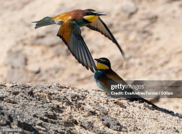 close-up of bee perching on rock,spain - eva bee stock-fotos und bilder