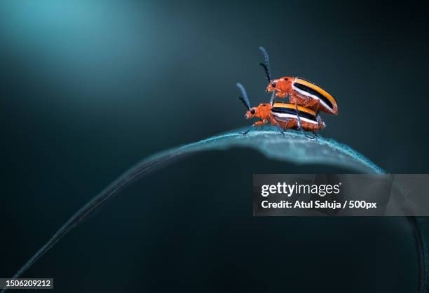 Boston Insects 26,598 Massachusetts Nature Stock Photos, High-Res Pictures, and Images ...