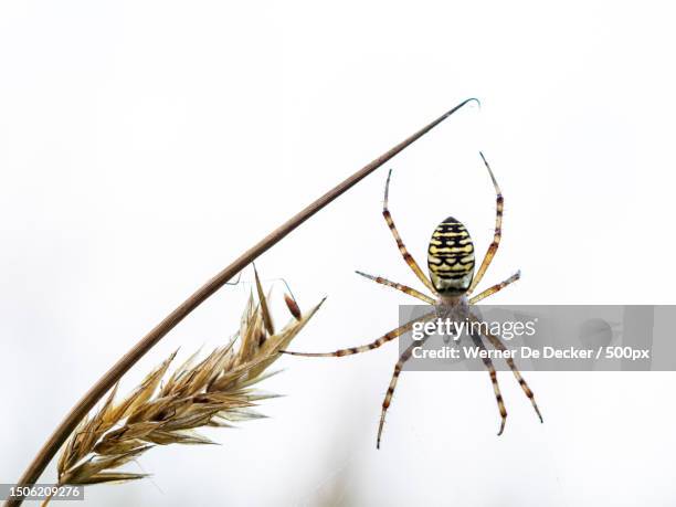 close-up of spider on white background,oude buisse heide,achtmaal,netherlands - getingspindel bildbanksfoton och bilder