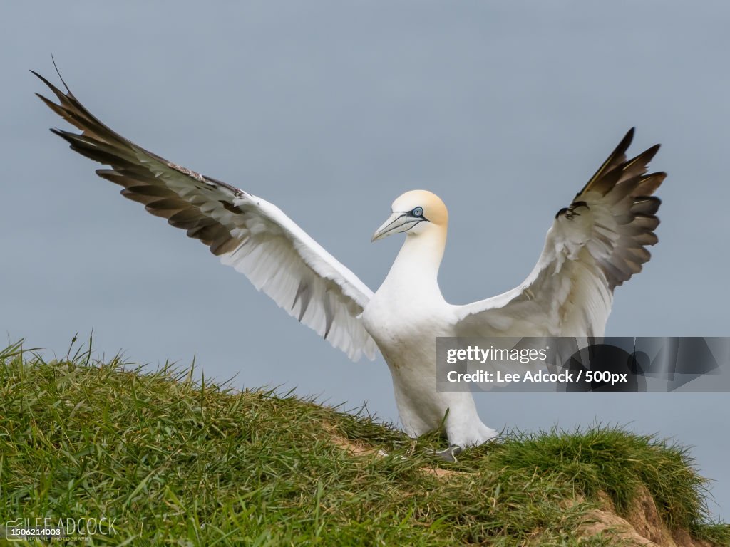 Low angle view of seagulls flying against sky,Visitor Centre,United Kingdom,UK