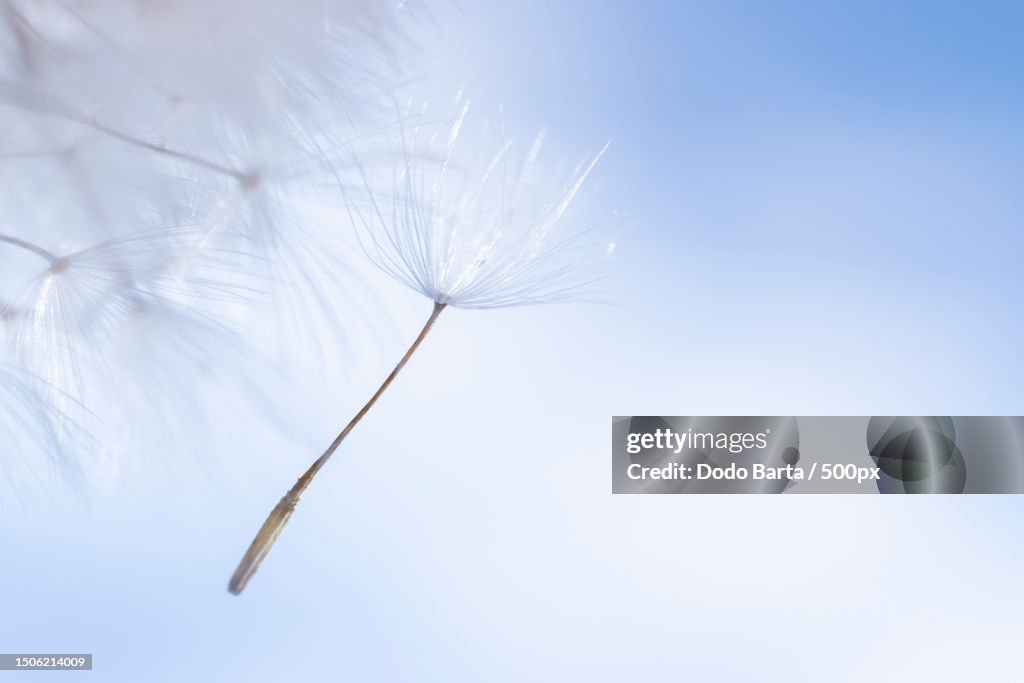 Close-up of dandelion against sky,Hungary