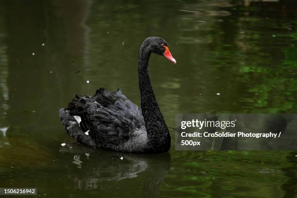 close-up of black swan swimming in lake,ljubljana,slovenia - black swans stock pictures, royalty-free photos & images