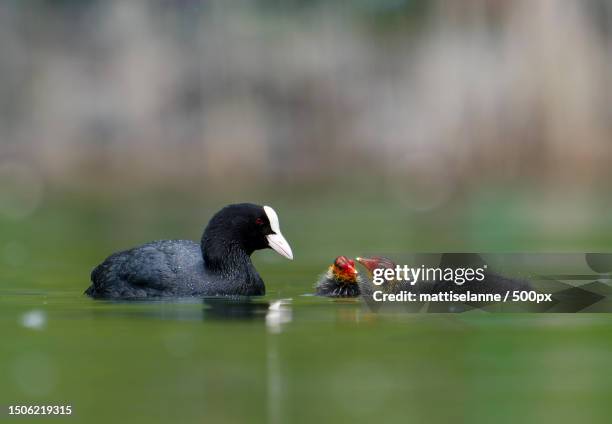 close-up of duck mother and her babies swimming on lake,biel,bern,switzerland - biel foto e immagini stock