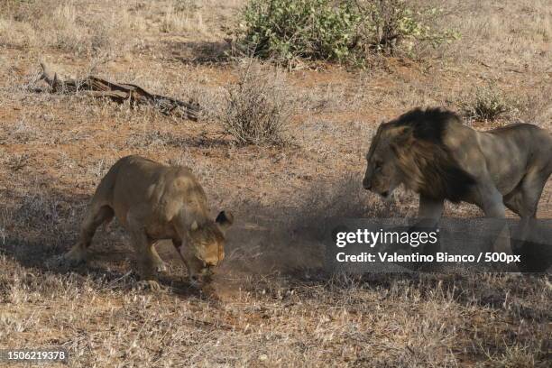 lion mating,kenya - lion mating stock pictures, royalty-free photos & images