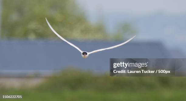 common tern flying against trees and sky - lauren white stock pictures, royalty-free photos & images