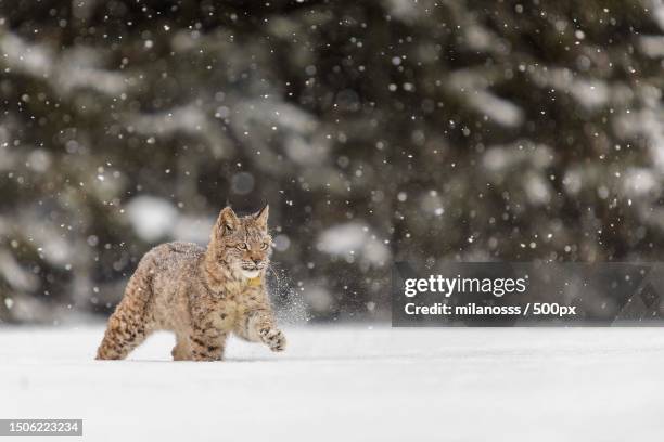 young leopard cat walking in snow-coverd ground,czech republic - snow coverd stock pictures, royalty-free photos & images