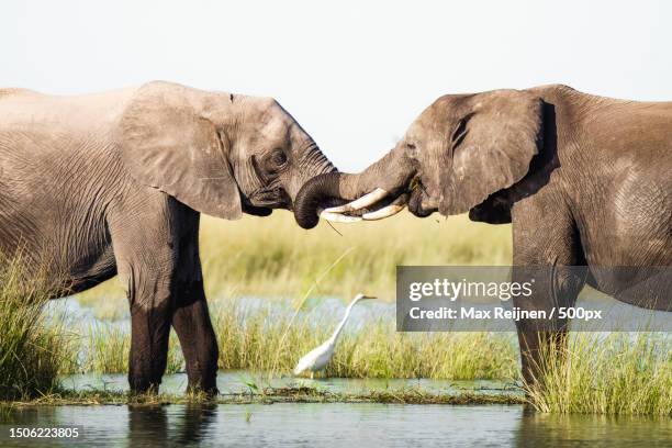 side view of two elephants playing with each other happily in the water against sky,botswana - botswana safari stock pictures, royalty-free photos & images
