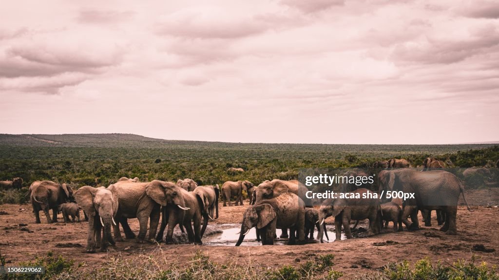 Elephants in africa,Mbeya Region,Tanzania