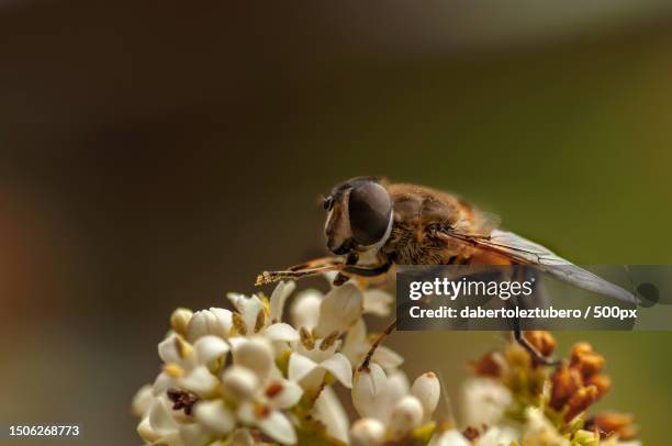 83 Las Regueras Stock Photos, HighRes Pictures, and Images Getty Images