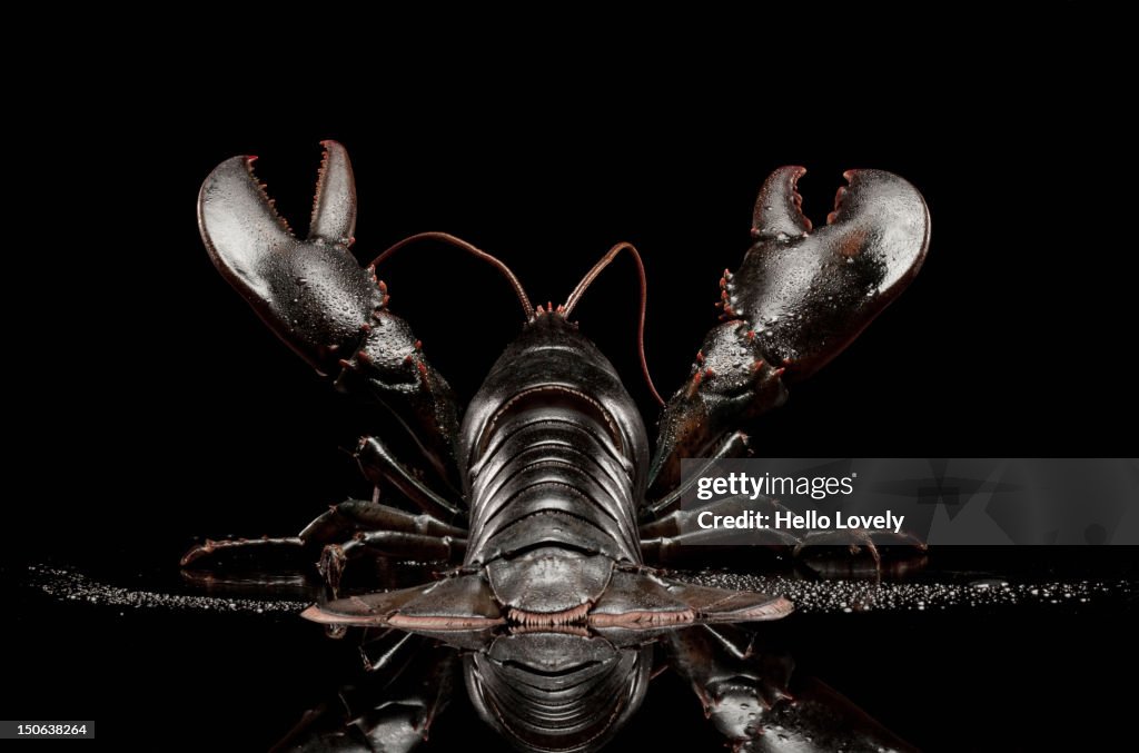 Close up of black lobster