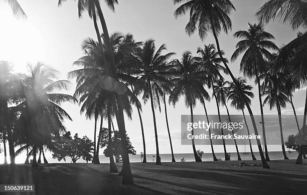 palm trees growing on beach - rindo 個照片及圖片檔