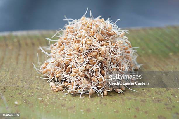 close up of pile of sprouts - cereal plant photos et images de collection