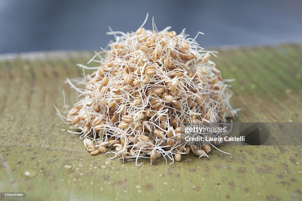 Close up of pile of sprouts