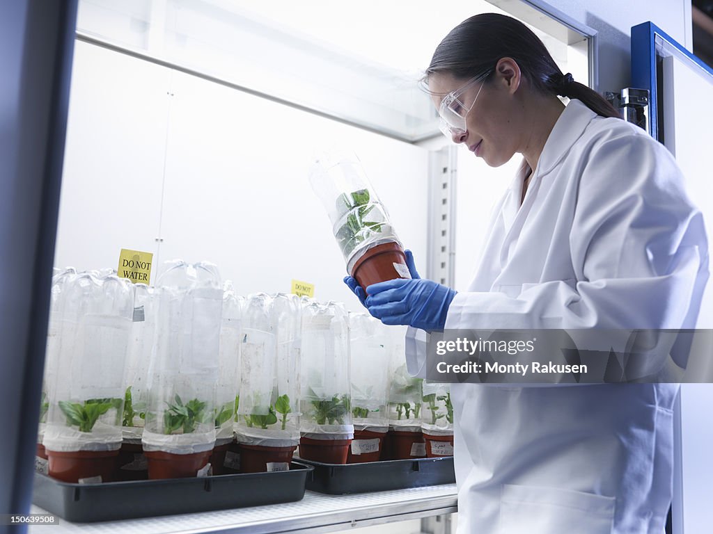 Scientist looking at plant with aphid populations in incubator in biolab