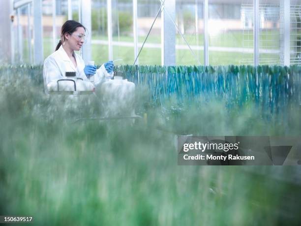 scientist feeding purple false brome (brachypodium distachyon) in nursery of biolab. the plants are grown for structural analysis of dna, protein extraction and genetic modification - molecules of water stock pictures, royalty-free photos & images