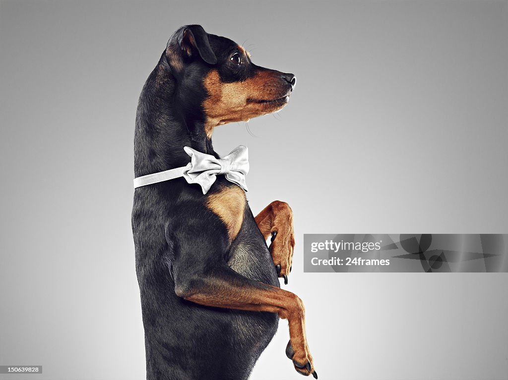 Dog wearing bow tie