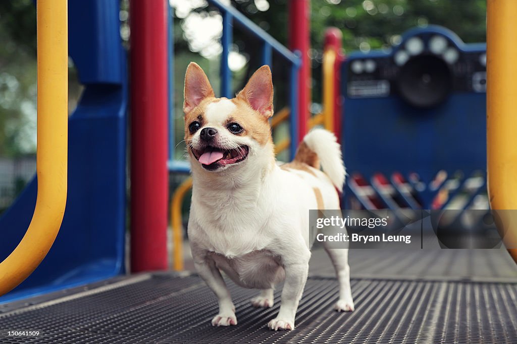 Dog playing in playground