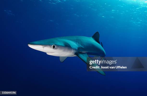 blue shark - shark imagens e fotografias de stock