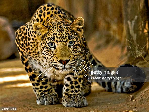 stalking leopard - panthers stock pictures, royalty-free photos & images