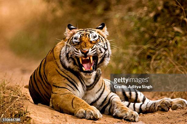 snarling tiger - bengal tiger fotografías e imágenes de stock