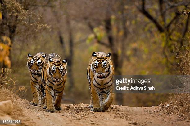 three tigers - drie dieren stockfoto's en -beelden