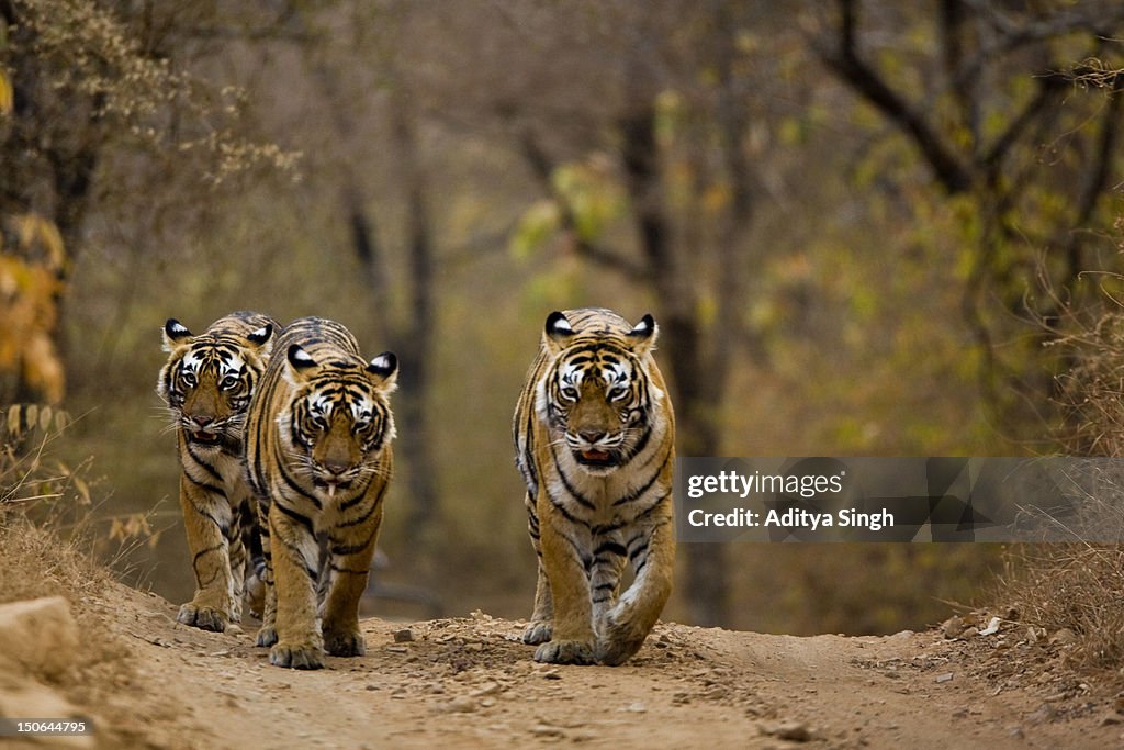 Three tigers