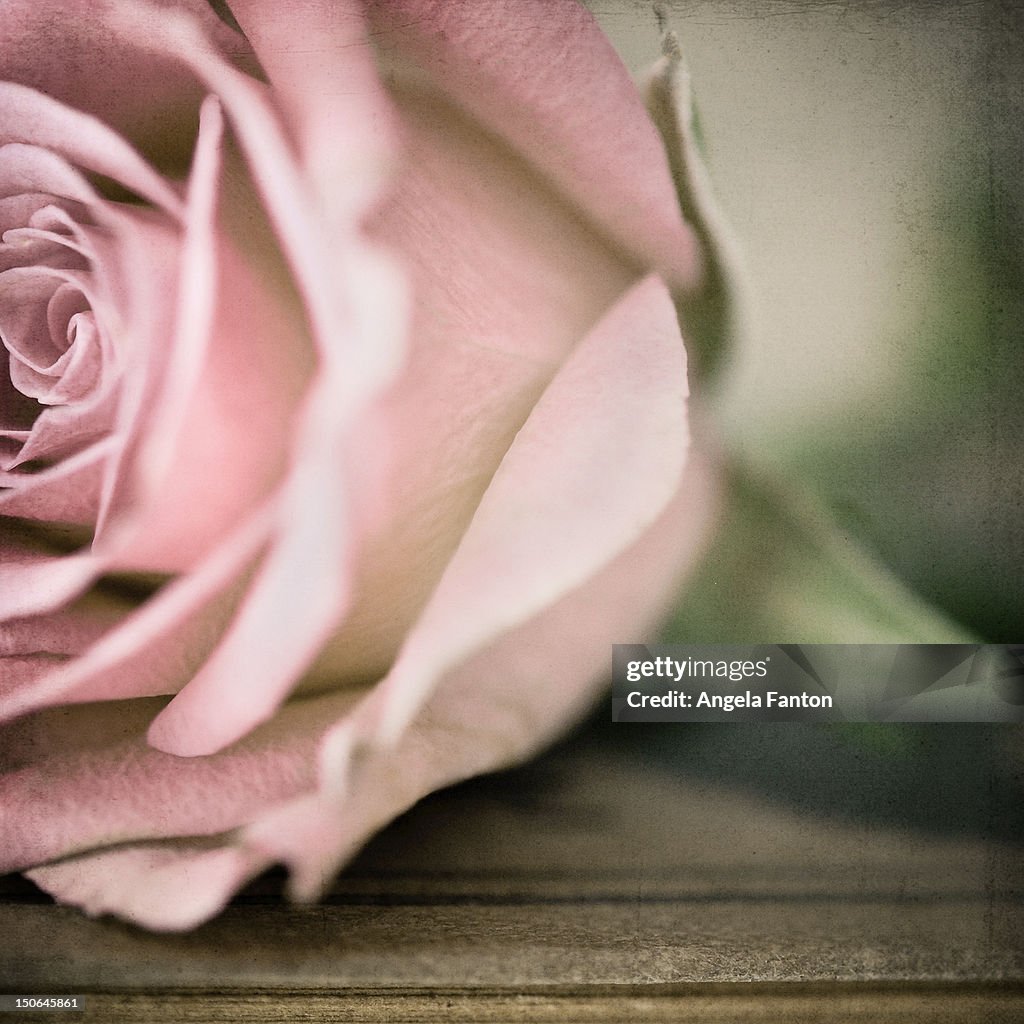 Pink rose resting on a table