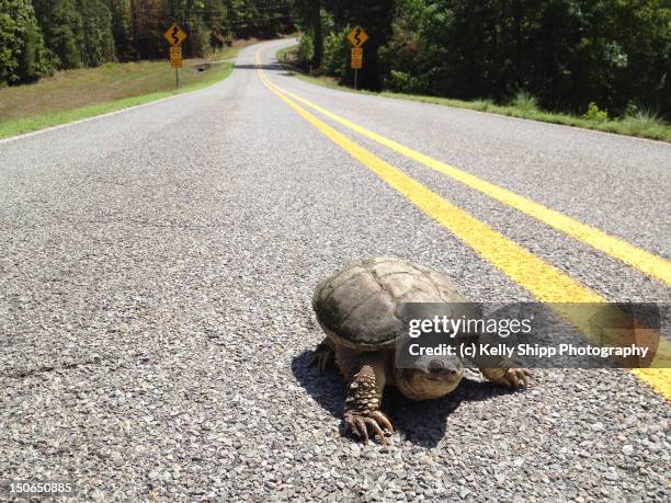 snapping turtle on  highway - カミツキガメ ストックフォトと画像