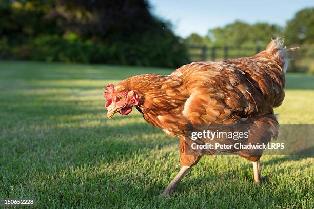 red warren hen - gallina fotografías e imágenes de stock