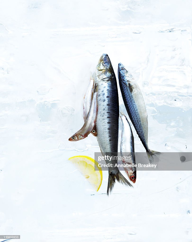 Small Fish on Block of Ice with Lemon Slice