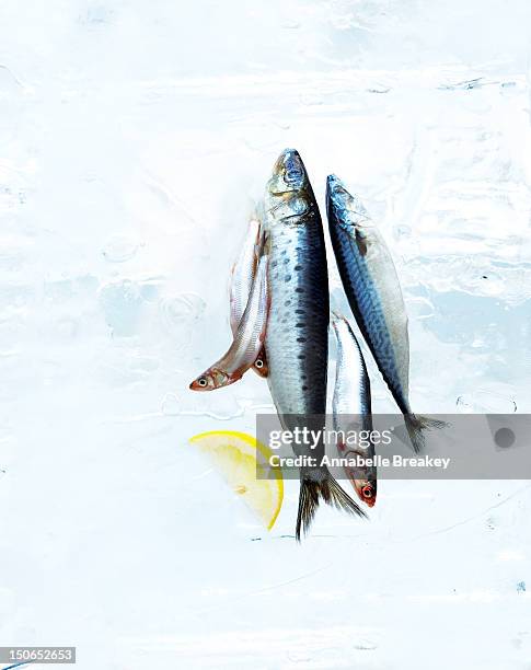 small fish on block of ice with lemon slice - 5 fishes stock pictures, royalty-free photos & images