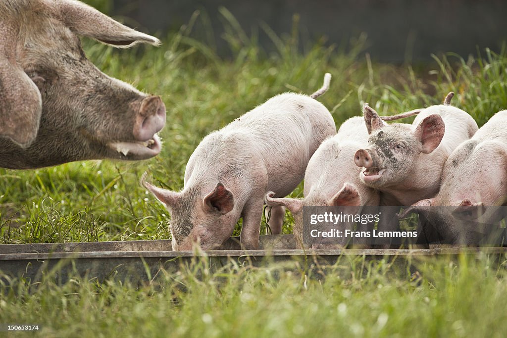 Netherlands, Kortenhoef, Pigs. Sow and piglets