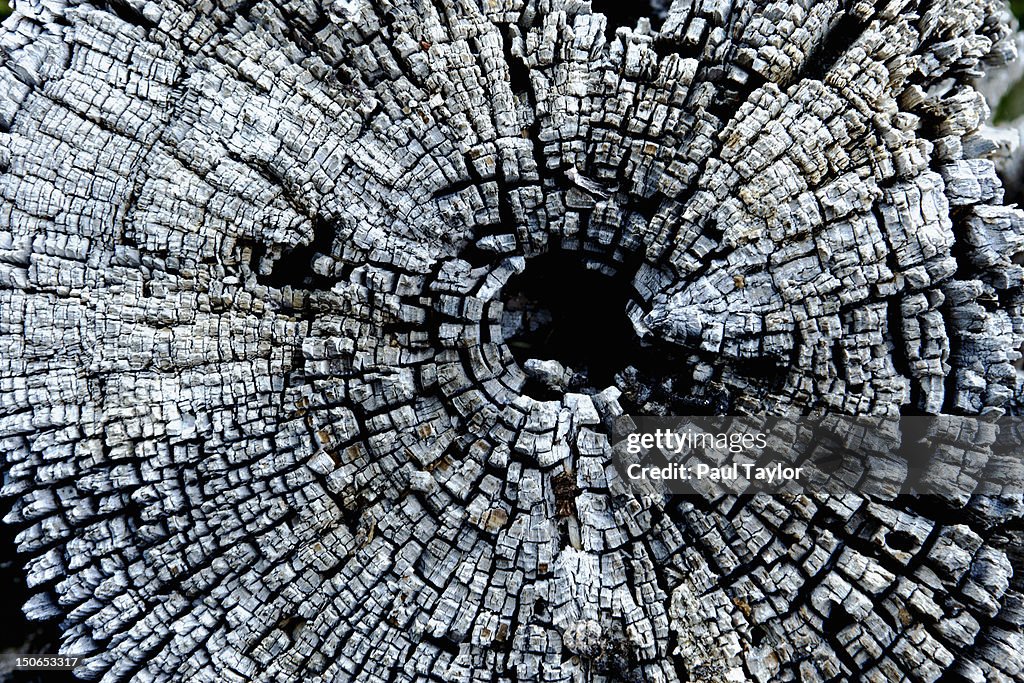 Weathered Cross Section of Tree