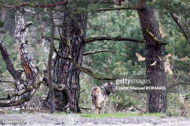 wolf, de hoge veluwe national park, netherlands - wolf stockfoto's en -beelden