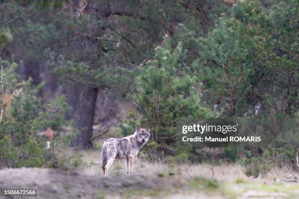 wolf, de hoge veluwe national park, netherlands - lupus stock pictures, royalty-free photos & images