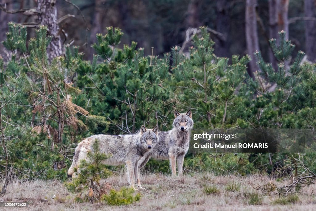 Wolf, De Hoge Veluwe National Park, Netherlands