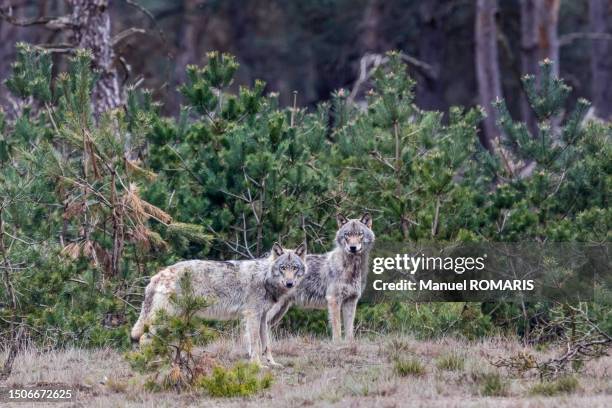 wolf, de hoge veluwe national park, netherlands - wolf bildbanksfoton och bilder