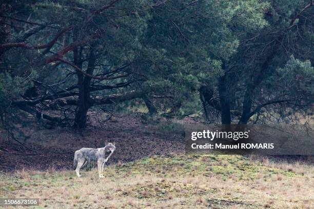 wolf, de hoge veluwe national park, netherlands - veluwe stock pictures, royalty-free photos & images