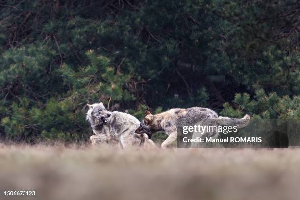 wolf, de hoge veluwe national park, netherlands - lupus stock pictures, royalty-free photos & images