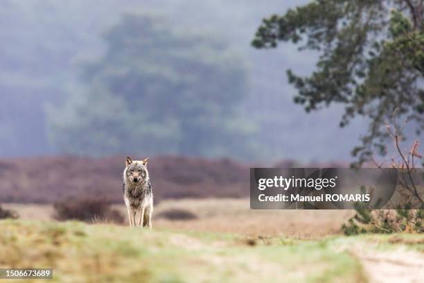 wolf, de hoge veluwe national park, netherlands - países bajos fotografías e imágenes de stock